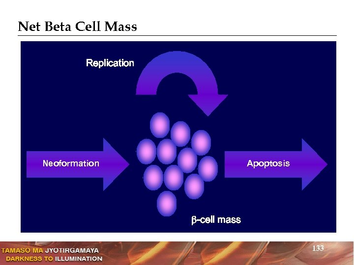 Net Beta Cell Mass Replication Neoformation Apoptosis -cell mass 133 