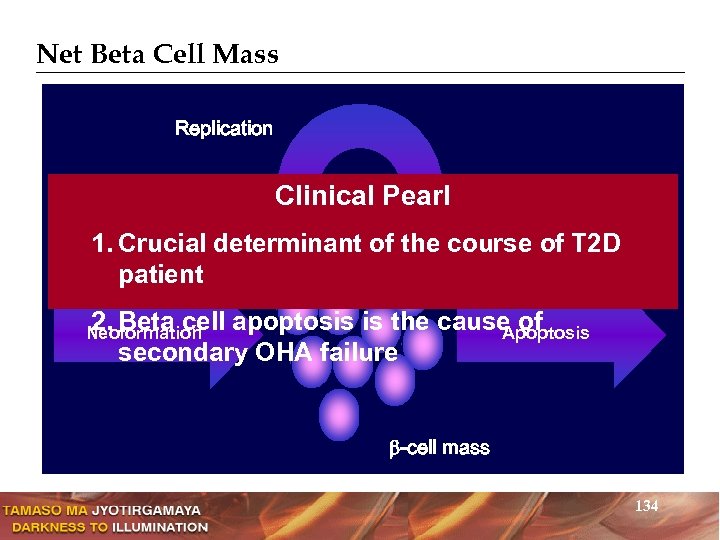 Net Beta Cell Mass Replication Clinical Pearl 1. Crucial determinant of the course of