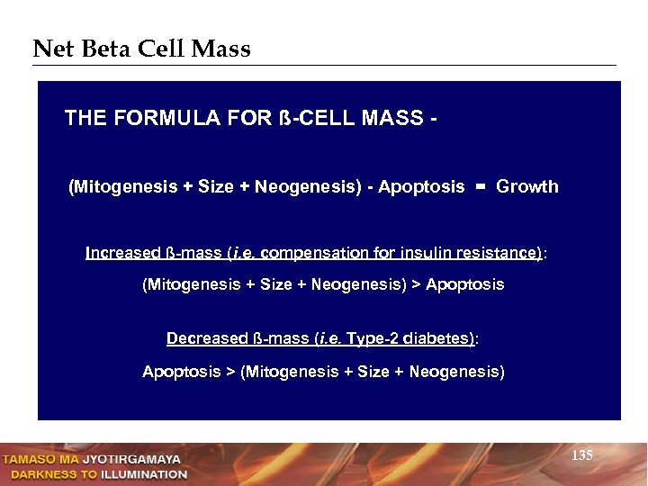 Net Beta Cell Mass THE FORMULA FOR ß-CELL MASS (Mitogenesis + Size + Neogenesis)