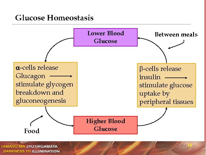 Glucose Homeostasis Lower Blood Glucose -cells release Glucagon stimulate glycogen breakdown and gluconeogenesis Food