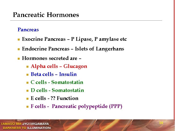 Pancreatic Hormones Pancreas n Exocrine Pancreas – P Lipase, P amylase etc n Endocrine