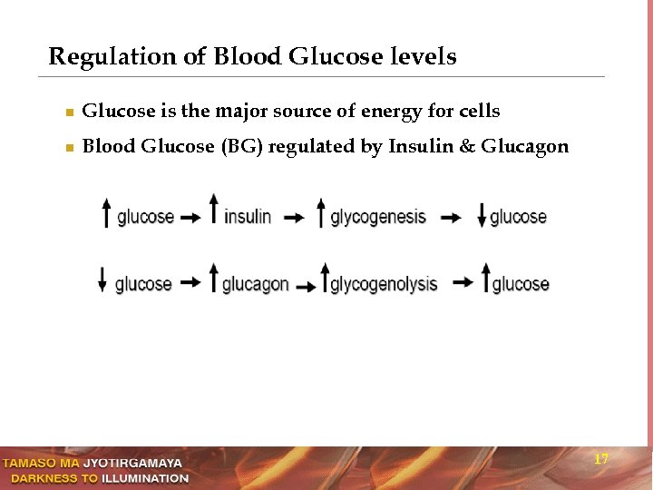 Regulation of Blood Glucose levels n Glucose is the major source of energy for