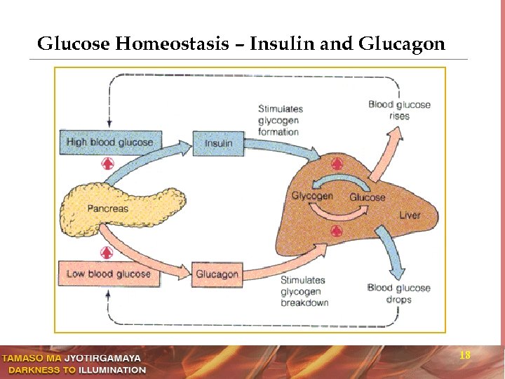 Regulation of beta-cell size by the level of Glucagon Glucose Homeostasis – Insulin and