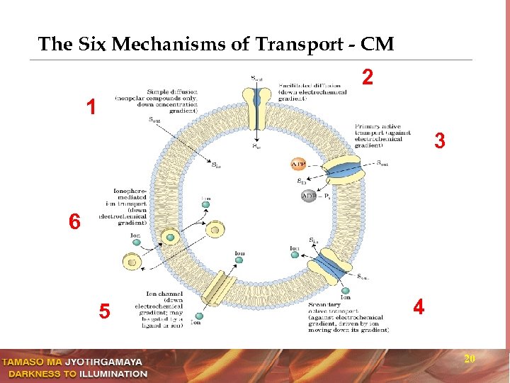 The Six Mechanisms of Transport - CM 2 1 3 6 5 4 20