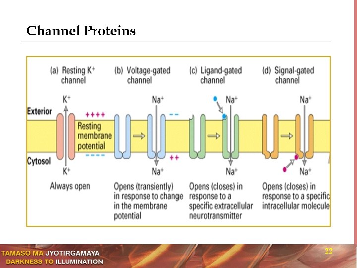 Channel Proteins 22 
