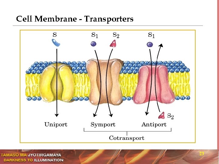 Cell Membrane - Transporters 23 