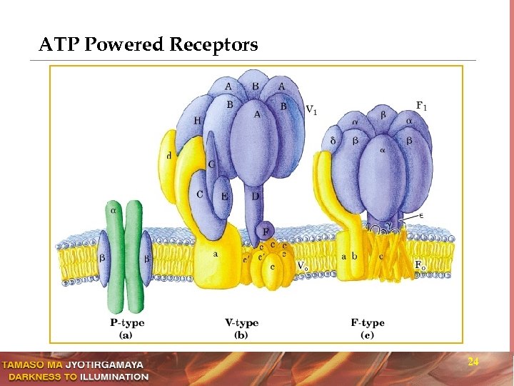 ATP Powered Receptors 24 