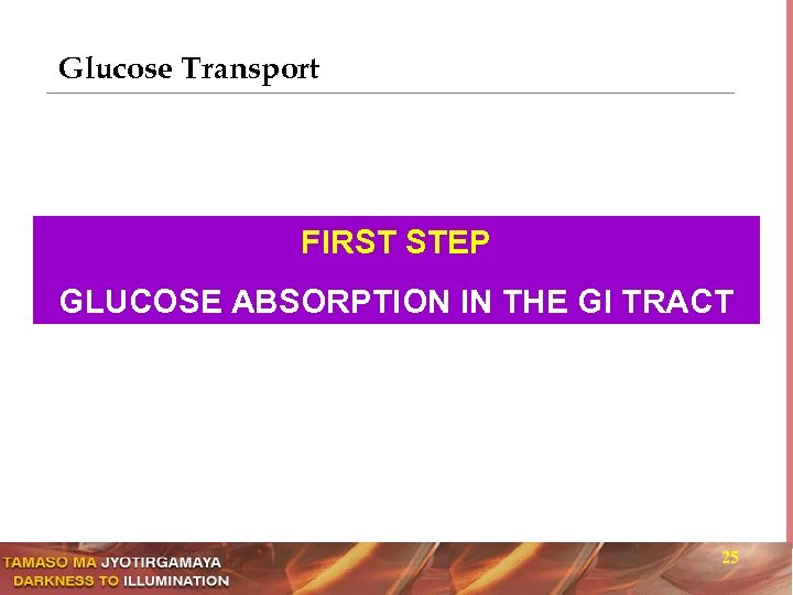 Glucose Transport FIRST STEP GLUCOSE ABSORPTION IN THE GI TRACT 25 