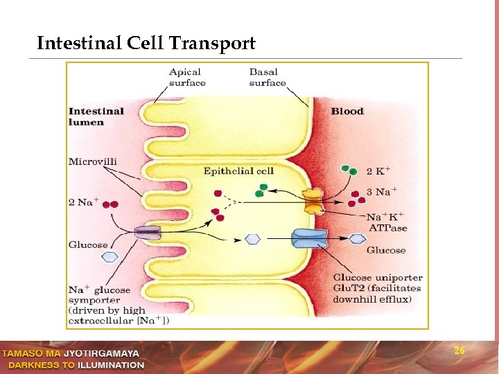 Intestinal Cell Transport 26 