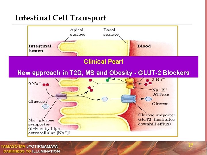 Intestinal Cell Transport Clinical Pearl New approach in T 2 D, MS and Obesity