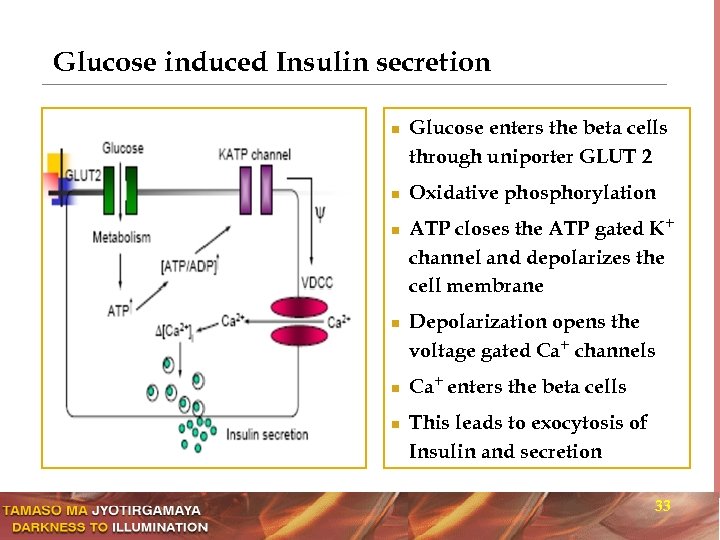 Glucose induced Insulin secretion n n n Glucose enters the beta cells through uniporter