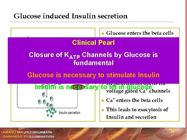 Glucose induced Insulin secretion n Glucose enters the beta cells through uniporter GLUT 2