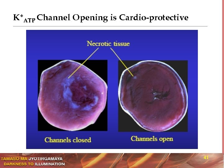 K+ATP Channel Opening is Cardio-protective 41 