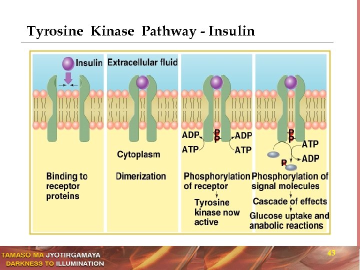 Tyrosine Kinase Pathway - Insulin 43 