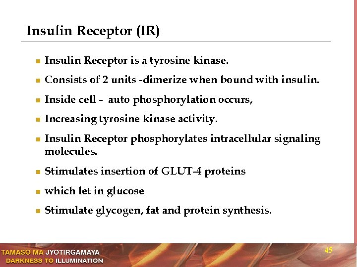 Insulin Receptor (IR) n Insulin Receptor is a tyrosine kinase. n Consists of 2