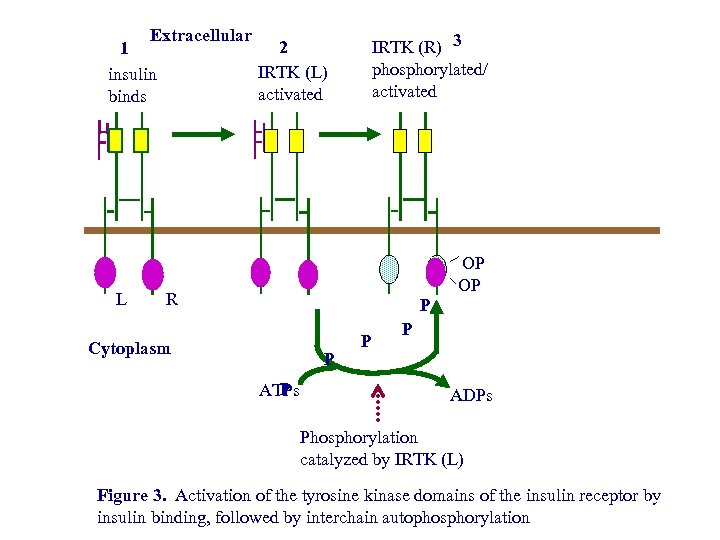 Extracellular 2 1 IRTK (L) insulin activated binds L IRTK (R) 3 phosphorylated/ activated