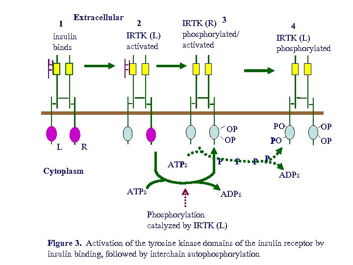 Extracellular 2 1 IRTK (L) insulin activated binds L IRTK (R) 3 phosphorylated/ activated