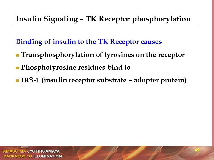 Insulin Signaling – TK Receptor phosphorylation Binding of insulin to the TK Receptor causes