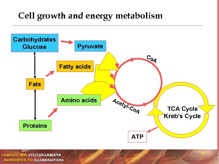 Cell growth and energy metabolism Carbohydrates Glucose Pyruvate Co A Fatty acids Fats Amino