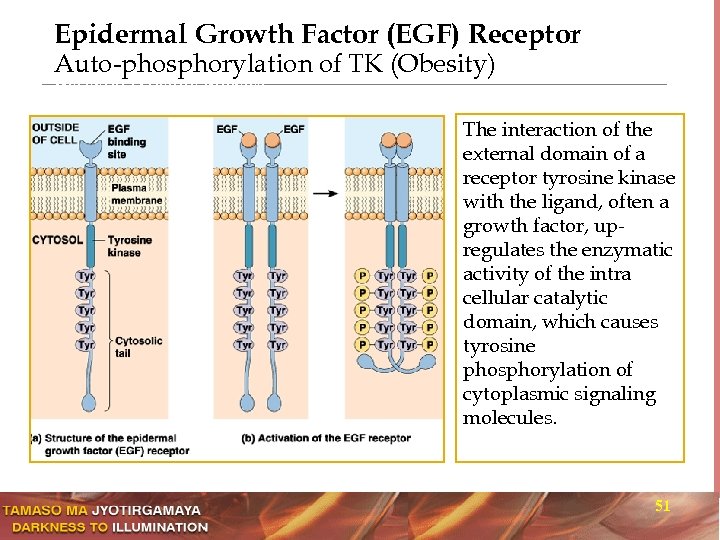 Epidermal Growth Factor (EGF) Receptor Auto-phosphorylation of TK (Obesity) Receptor tyrosine kinases The interaction