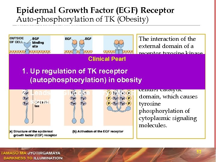 Epidermal Growth Factor (EGF) Receptor Auto-phosphorylation of TK (Obesity) Receptor tyrosine kinases 1. 2.