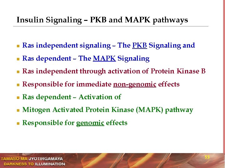 Insulin Signaling – PKB and MAPK pathways n Ras independent signaling – The PKB
