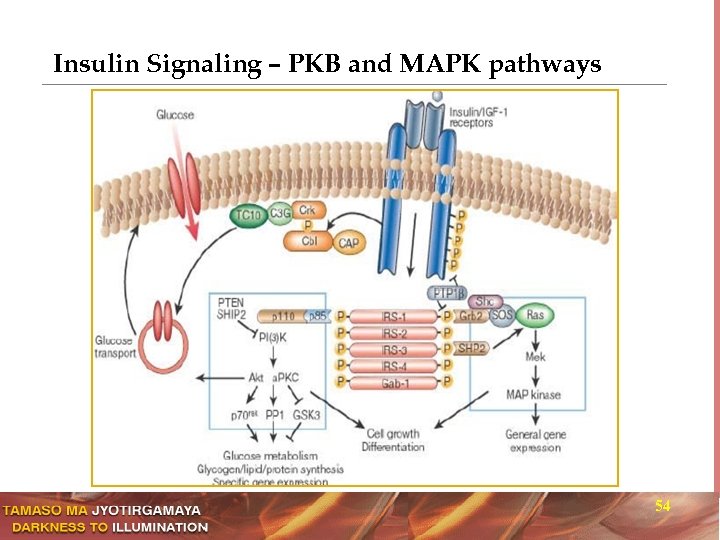 Insulin Signaling – PKB and MAPK pathways 54 