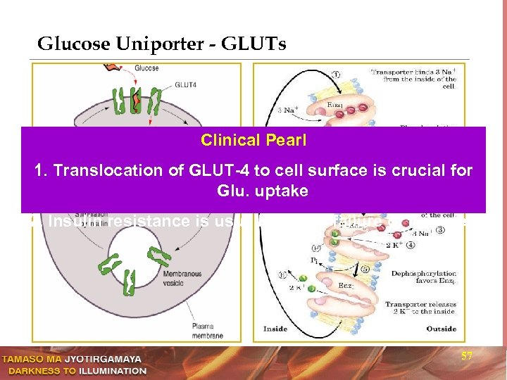 Glucose Uniporter - GLUTs Clinical Pearl 1. Translocation of GLUT-4 to cell surface is