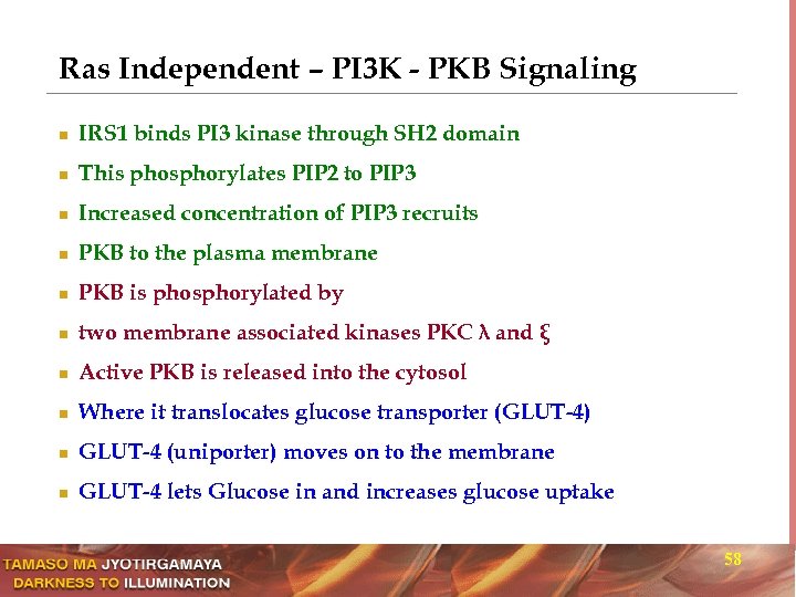 Ras Independent – PI 3 K - PKB Signaling n IRS 1 binds PI