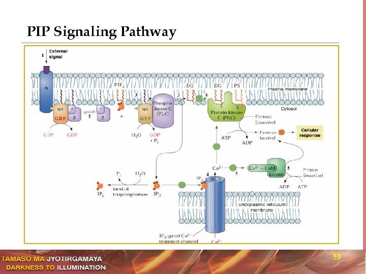 PIP Signaling Pathway 59 