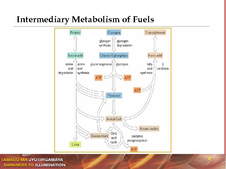 Intermediary Metabolism of Fuels 6 