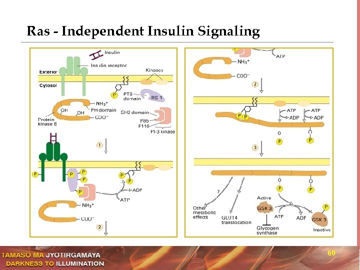 Ras - Independent Insulin Signaling 60 