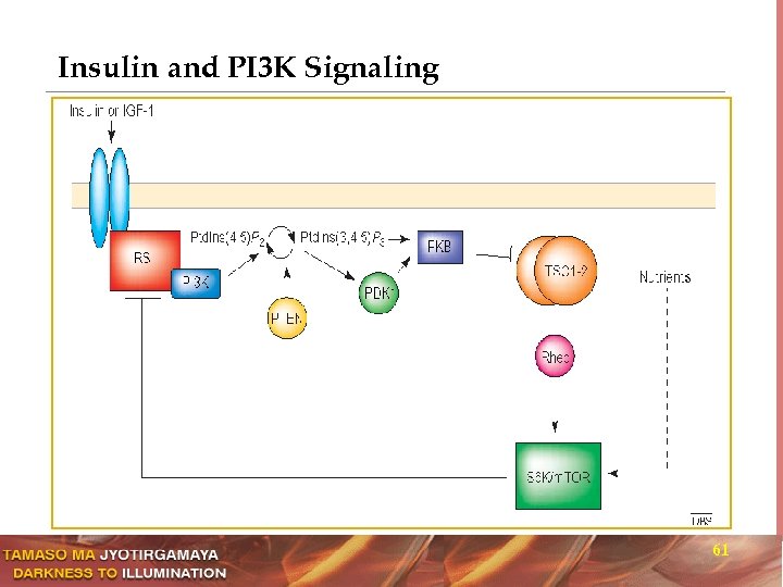 Insulin and PI 3 K Signaling 61 