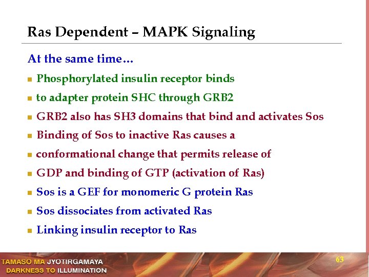 Ras Dependent – MAPK Signaling At the same time… n Phosphorylated insulin receptor binds