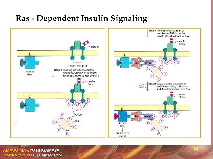 Ras - Dependent Insulin Signaling 64 
