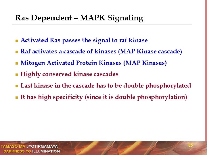 Ras Dependent – MAPK Signaling n Activated Ras passes the signal to raf kinase