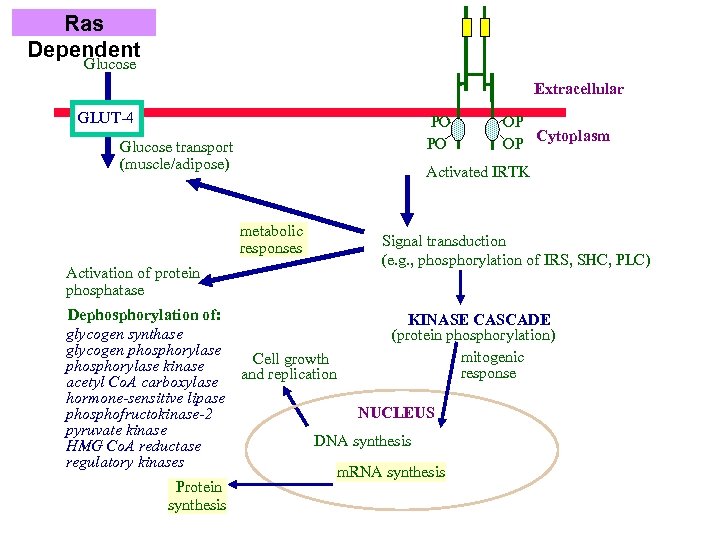 Ras Dependent Glucose Extracellular GLUT-4 PO PO Glucose transport (muscle/adipose) Activated IRTK metabolic responses