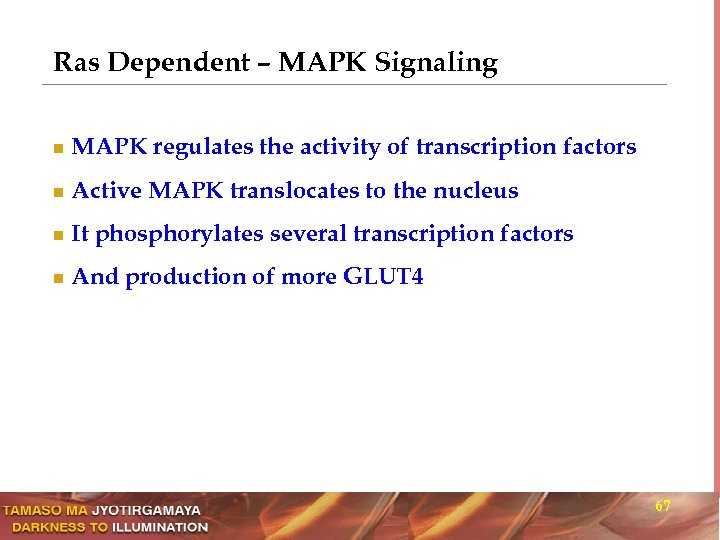 Ras Dependent – MAPK Signaling n MAPK regulates the activity of transcription factors n