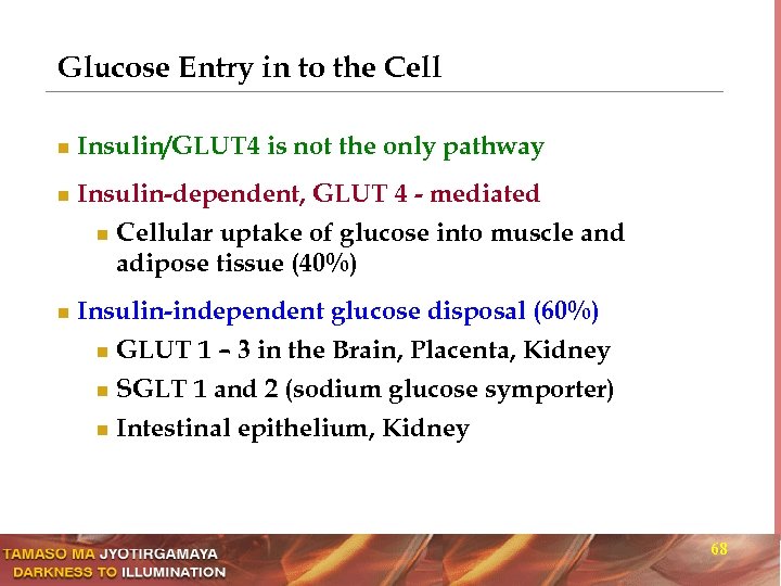 Glucose Entry in to the Cell n n n Insulin/GLUT 4 is not the