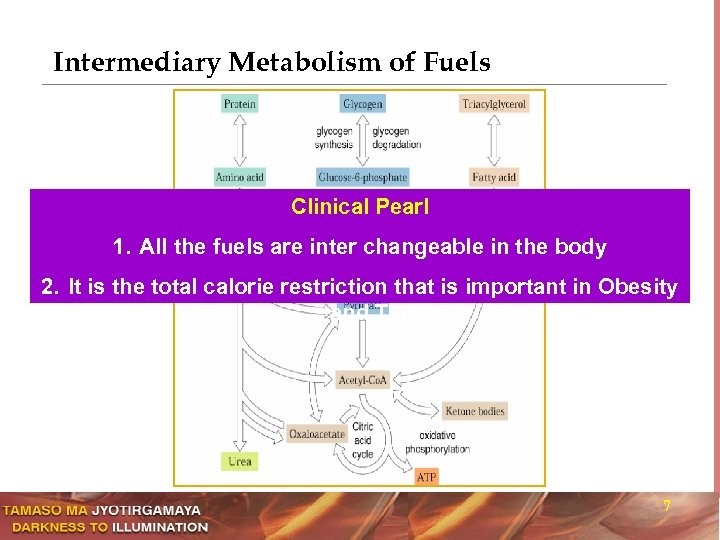 Intermediary Metabolism of Fuels Clinical Pearl 1. All the fuels are inter changeable in