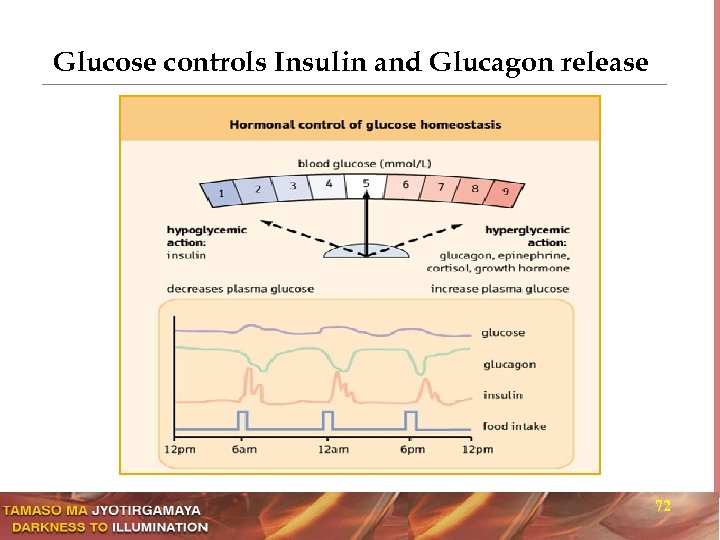Glucose controls Insulin and Glucagon release 72 