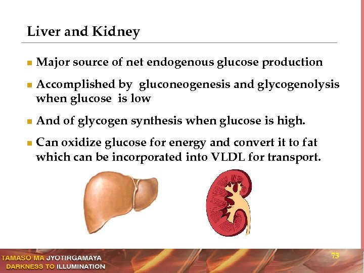 Liver and Kidney n n Major source of net endogenous glucose production Accomplished by
