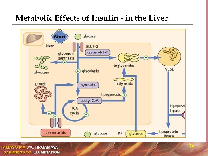 Metabolic Effects of Insulin - in the Liver 74 