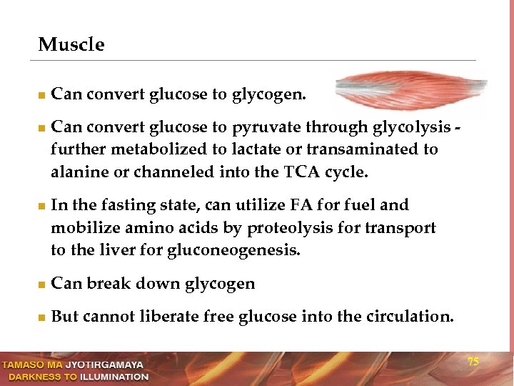 Muscle n n n Can convert glucose to glycogen. Can convert glucose to pyruvate