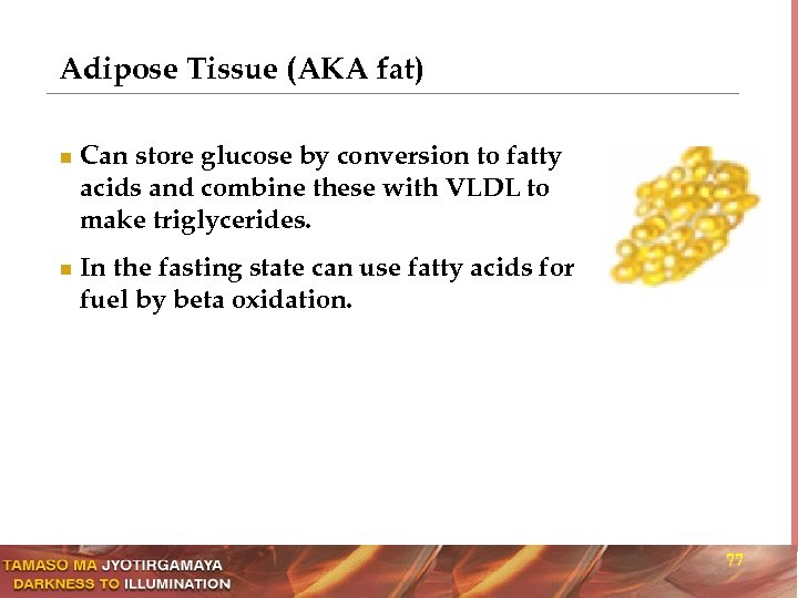 Adipose Tissue (AKA fat) n n Can store glucose by conversion to fatty acids