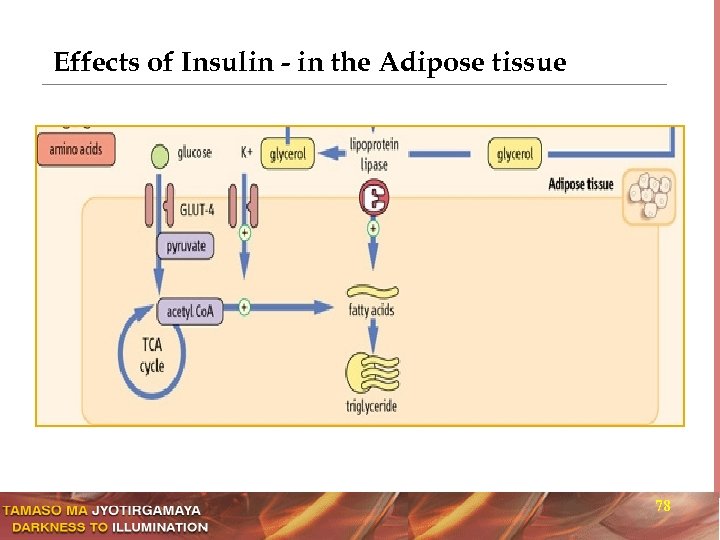 Effects of Insulin - in the Adipose tissue 78 
