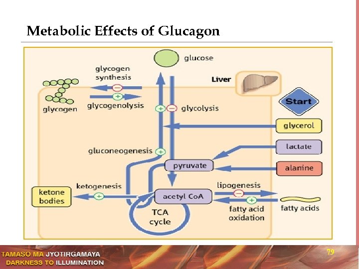 Metabolic Effects of Glucagon 79 