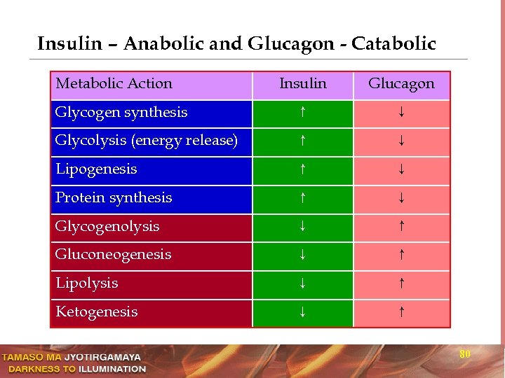 Insulin – Anabolic and Glucagon - Catabolic Metabolic Action Insulin Glucagon Glycogen synthesis ↑