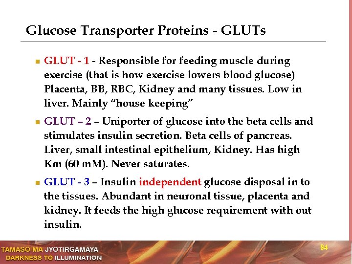 Glucose Transporter Proteins - GLUTs n n n GLUT - 1 - Responsible for