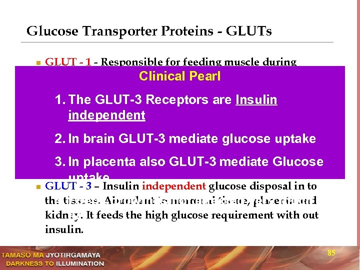 Glucose Transporter Proteins - GLUTs n n n GLUT - 1 - Responsible for